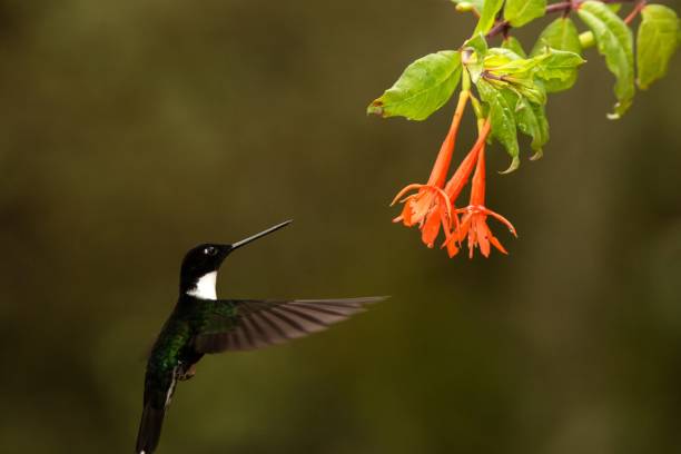 istock Collared inca hovering next to orange flower,tropical forest, Colombia, bird sucking nectar from blossom in garden,beautiful hummingbird with outstretched wings,nature wildlife scene,exotic adventure 1150510182