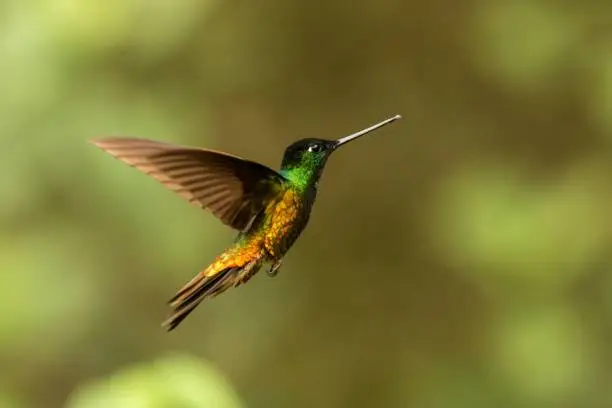 golden-bellied starfrontlet hovering in the air,tropical forest, Colombia, bird sucking nectar from blossom in garden,beautiful hummingbird with outstretched wings,wildlife scene,clear  background