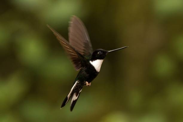 Collared inca hovering in the air,tropical forest, Colombia, bird sucking nectar from blossom in garden,beautiful hummingbird with outstretched wings,wildlife scene,exotic adventure, clear background stock photo