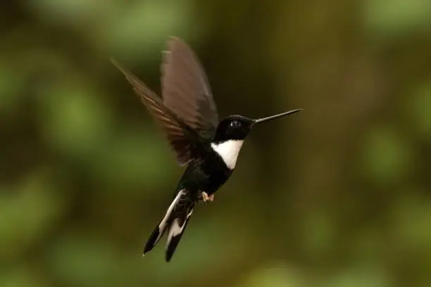Collared inca hovering in the air,tropical forest, Colombia, bird sucking nectar from blossom in garden,beautiful hummingbird with outstretched wings,wildlife scene,exotic adventure, clear background