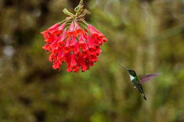 istock Collared inca hovering next to red flower,tropical forest, Colombia, bird sucking nectar from blossom in garden,beautiful hummingbird with outstretched wings,nature wildlife scene,exotic adventure 1150510507