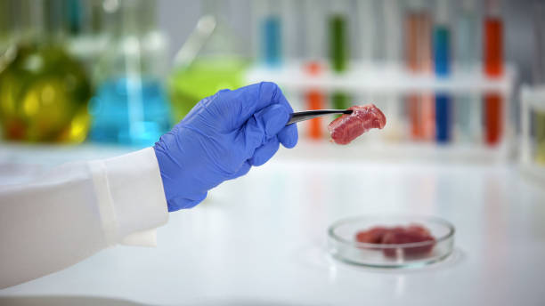 istock Lab assistant holding meat sample in forceps, product quality analysis, export 1150511541