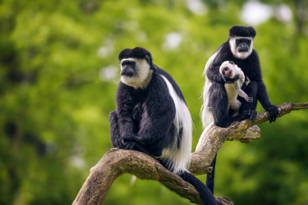 el manto de guereza y su bebé - leaf monkey fotografías e imágenes de stock