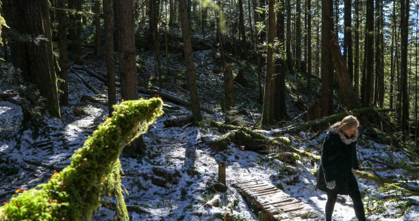 istock Woman walks through rainforest in winter 1150512429