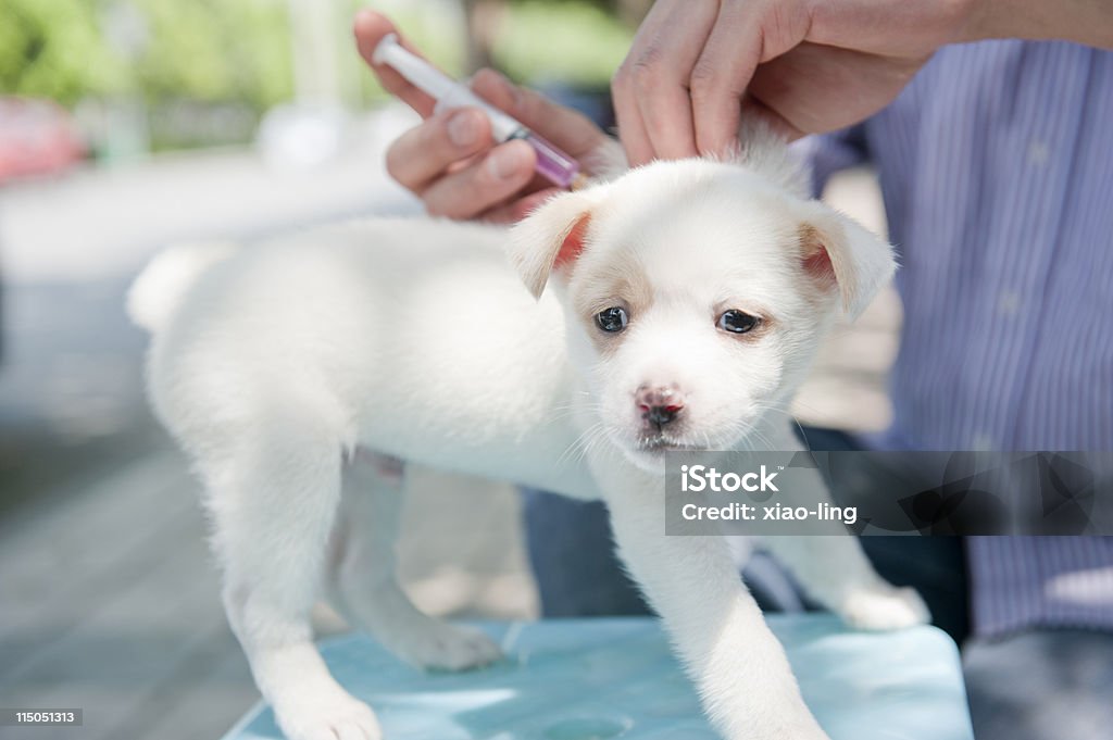 Собака инъекции - Стоковые фото Вакцинация роялти-фри