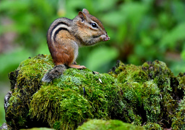 Chipmunk feeding perch Eastern chipmunk feeding on moss-covered tree stump eastern chipmunk photos stock pictures, royalty-free photos & images