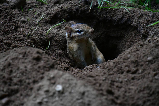 Digger Eastern chipmunk digging a burrow in a lawn eastern chipmunk photos stock pictures, royalty-free photos & images