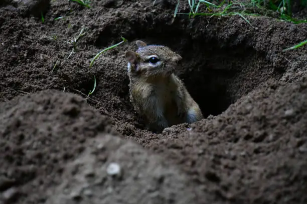 Eastern chipmunk digging a burrow in a lawn