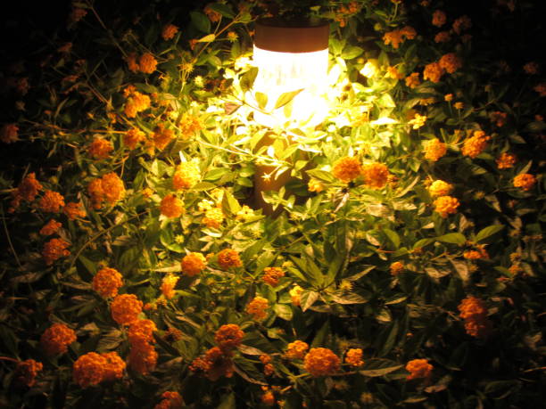 istock Plants and streetlights 1150516105
