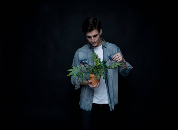 istock Handsome young man is holding a marijuana plant 1150519142