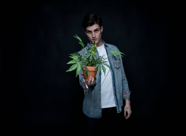 istock Handsome young man is holding a marijuana plant 1150519158