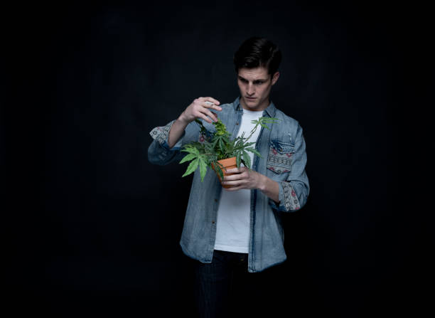 istock Handsome young man is holding a marijuana plant 1150519230