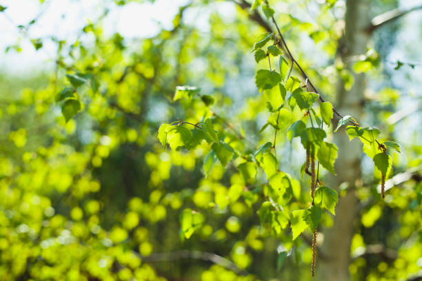 istock Beautiful fresh green leaves of silver birch tree on the sunny spring blurry background. 1150519344