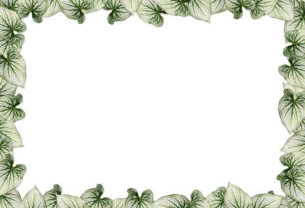 istock leaf of Caladium make border on white background 1150519481