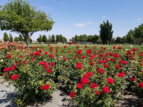 Close-up of red rose bushes growing in the rose garden in Emerald Park, Dublin, California, June 6, 2018