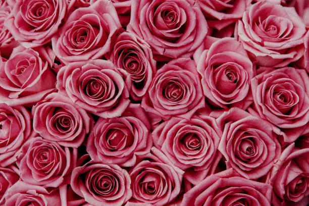 Photo of Pink natural roses background for wedding or Valentine day. Top down view.