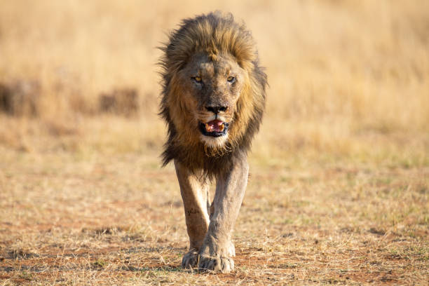 Lone lion male walking through dry brown grass to hunt for food stock photo