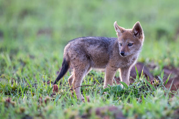 istock Lone Black Backed Jackal pup standing in short green grass explore the world 1150521641
