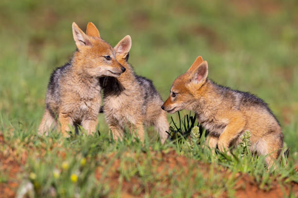 istock Three Black Backed Jackal puppies play in short green grass to develop their skills 1150521680