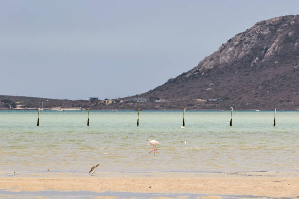 istock Two flamingos at Langebaan Lagoon 1150522256