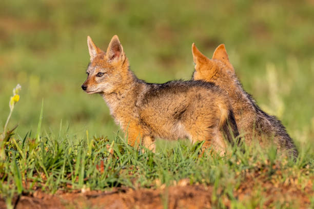 istock Two Black Backed Jackal puppies play in short green grass to develop their skills 1150522310