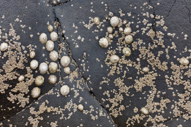 group of limpets on a rock - escargot snail seafood freshness imagens e fotografias de stock