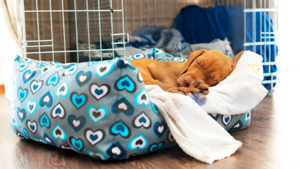 cute hongaarse 2 maanden oud vizsla puppy slapen in zijn comfortabele bed met witte deken. - babybox stockfoto's en -beelden