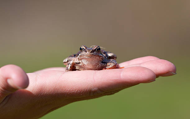istock The frog sits on a palm 115052250