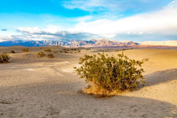istock Mesquite flats in the death valley desert in sunset light 1150522915
