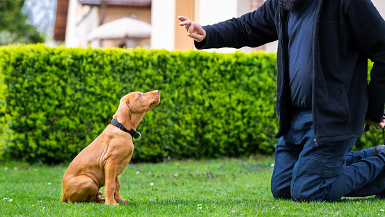 Entrenamiento de obediencia. Hombre entrenando a su Vizsla cachorro el comando sit usando golosinas. photo