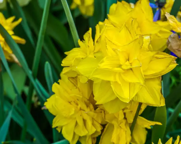Photo of Narcissus golden ducat, double daffodil a popular hybrid specie in horticulture, Decorative garden plants, Nature background