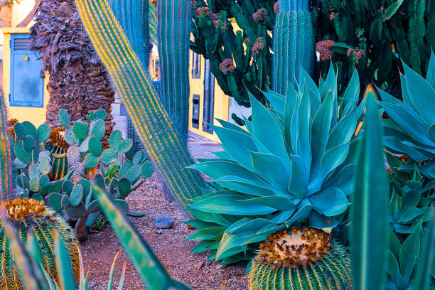 istock Closeup agave cactus, abstract natural background and texture, in the background palm trees. 1150524631