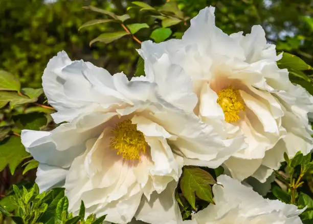 Photo of california tree poppy flowers in closeup, big white flowers in bloom during spring season, nature background