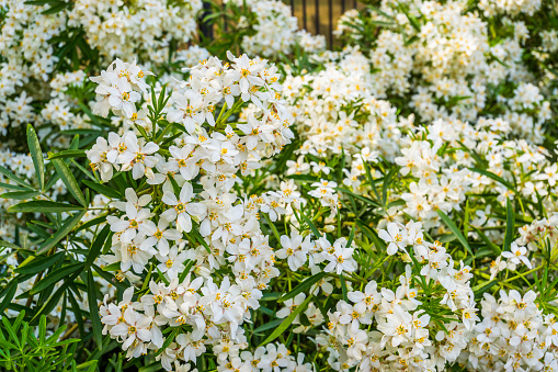 Bush of mexican orange blossom flowers, white aromatic flowering plant from mexico, popular tropical cultivated plant