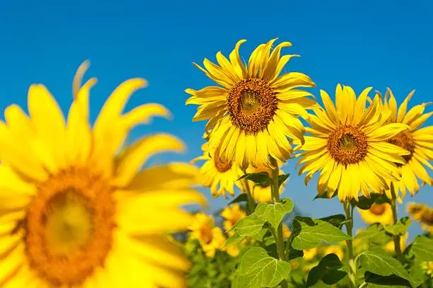 Big yellow sunflowers can be used to describe the beauty and colorful of the nature. This image can also be used to support the idea of a team/group/similarity. The big yellow flower in the bottom left is used to give a dynamic depth to the image. The blue sky in the top can be used and further expand as copyspace.