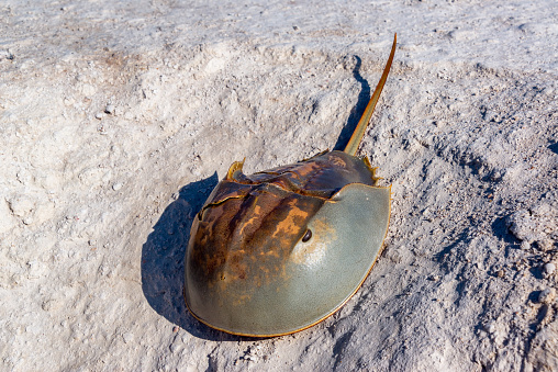 Horseshoe crab on the shore near Rio Lagartos, Mexico