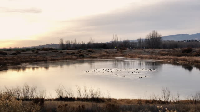 A Team of Ducks Swim around a Small Pond in the High Desert of Western Colorado in Winter at Sunset