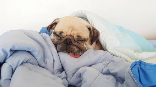 istock Small hound Pug dog sleeping at home on the bed covered with a blanket. 1150526425