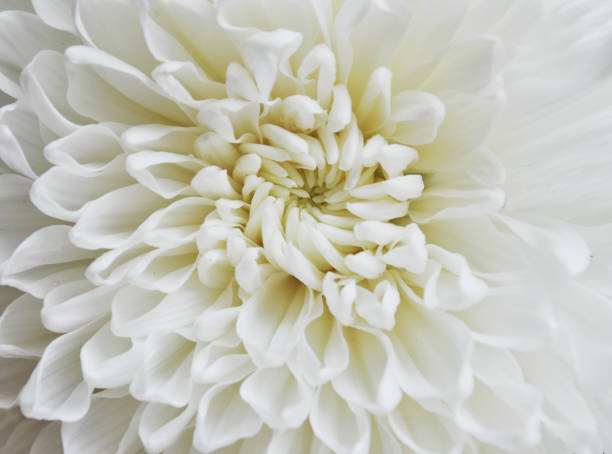 istock l big white blossoming aster flower 1150526534