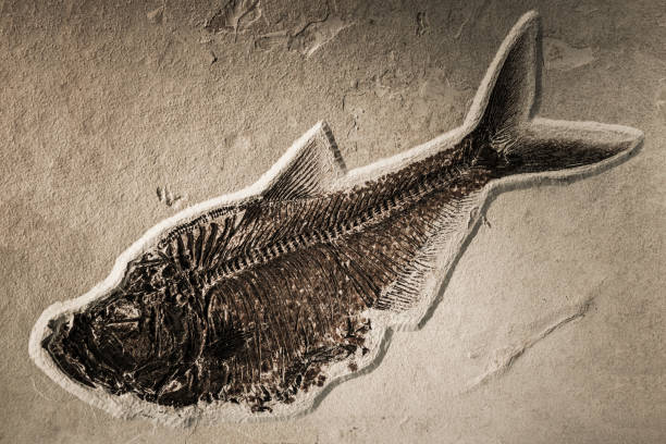 pescado fósil - fossil fish animal full frame fotografías e imágenes de stock