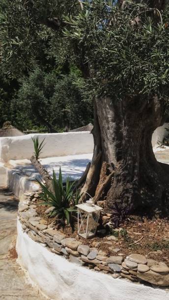 istock Thick olive tree trunk in Mediterranean garden with lantern and agave plant 1150528085