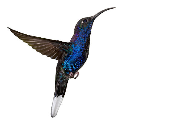 Blue hummingbird in flight stock photo