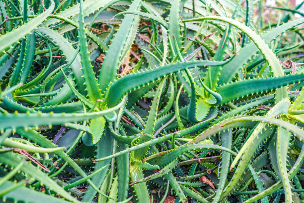 istock Aloe that live in tropical 1150528349