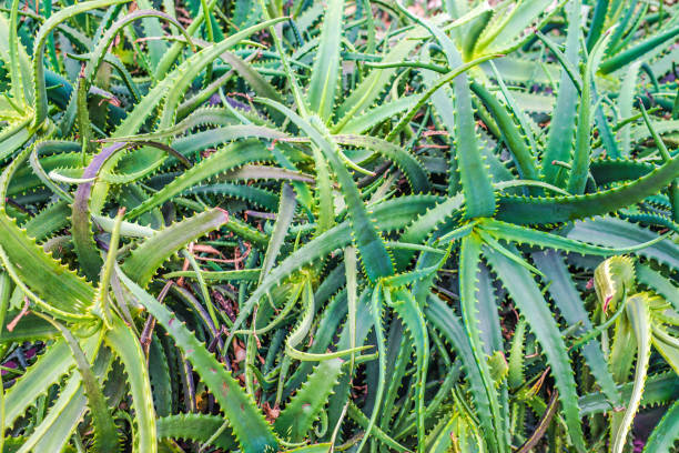 istock Aloe that live in tropical 1150528369