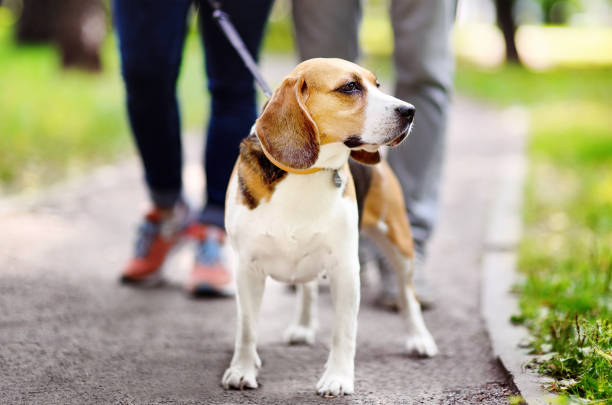 여름 공원에서 걷고 옷 깃과 가죽 끈으로 비글 개 착용 하는 젊은 부부. - pet walking 뉴스 사진 이미지