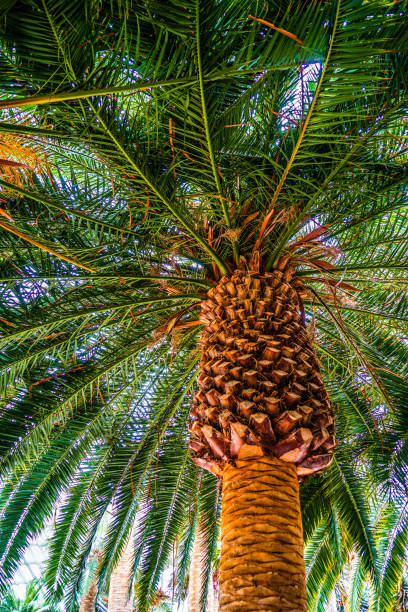istock Flora of the tropical jungle 1150528541