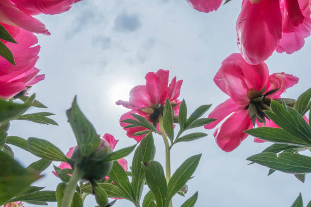 istock Peony flower garden 1150528658