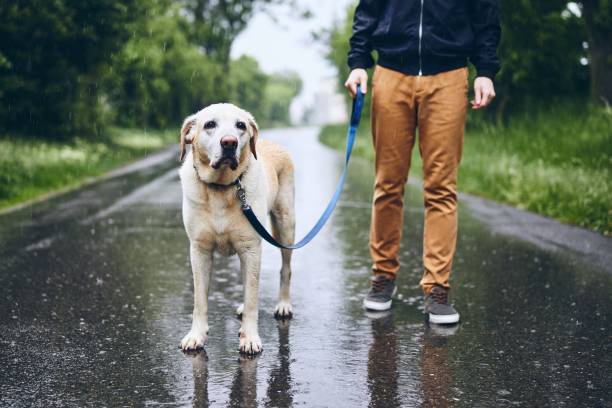 man with dog in rain - rain drenched men wet imagens e fotografias de stock