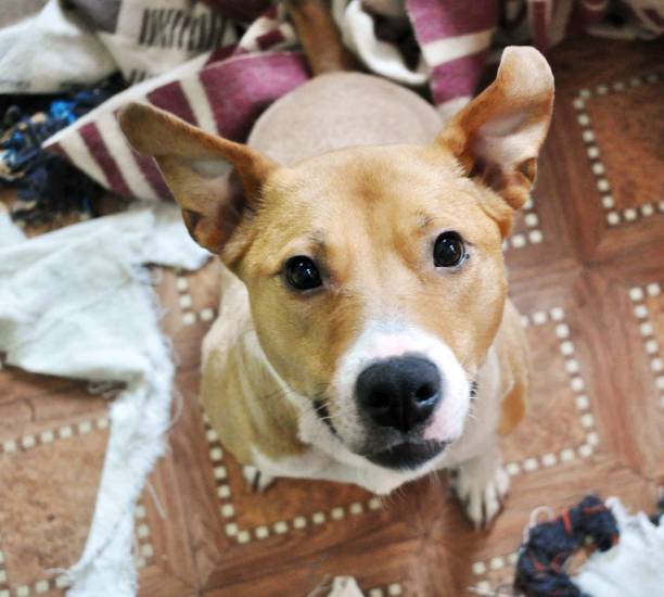 istock redhead pit bull dog looks ingratiating, begging 1150530845