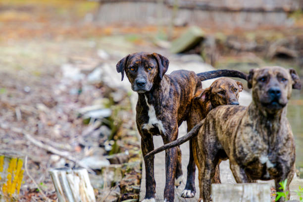 Cute dog Beautiful lagotto dog plott hound stock pictures, royalty-free photos & images